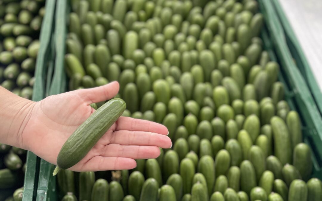 CONOCE LOS TRABAJOS DESARROLLADOS POR EL GRUPO OPERATIVO CUCUMDATA: SISTEMA DIGITALIZADO PARA LA CREACIÓN DE ESTRATEGIAS DE CLASIFICACIÓN Y EMPAQUETADO DEL PEPINO.